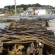 Imagen de Fracisco